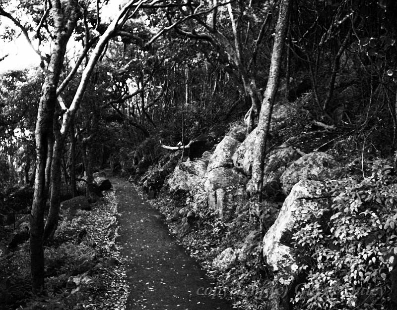 Forest, Burleigh Heads National Park IMGP0354.JPG